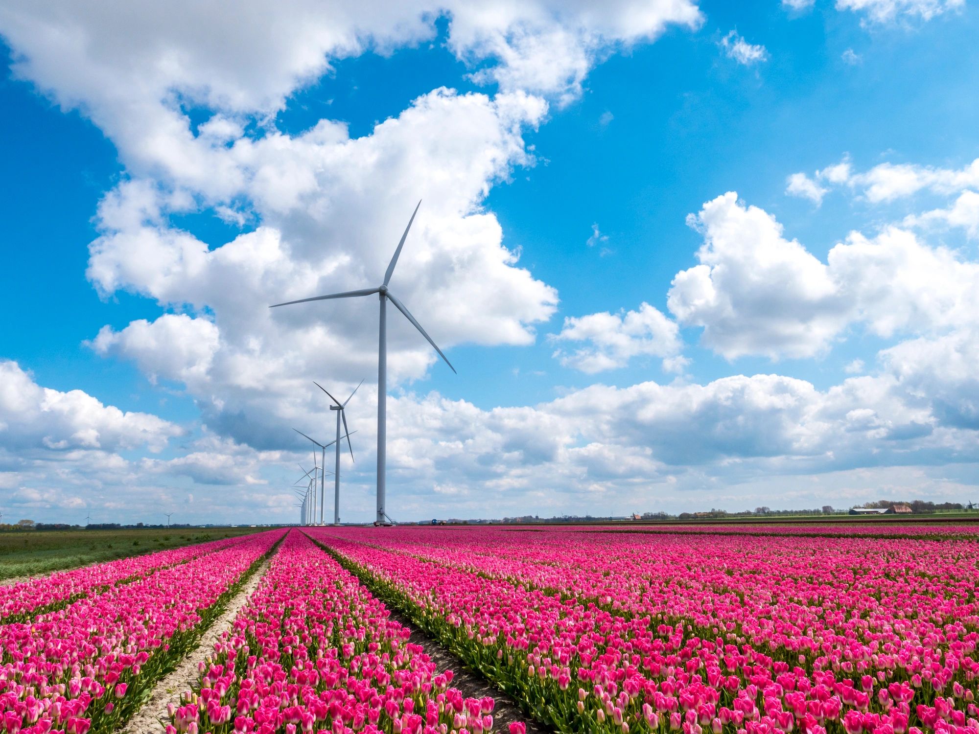 Tulip fields in the Netherlands with wind turbines